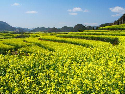 汉中油菜花节