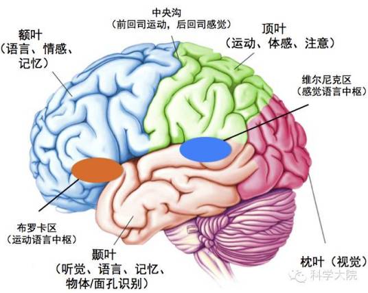 感觉区（生物学名词）