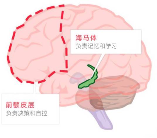 前额皮层