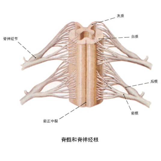 灰质（中枢神经系统的组成部分）