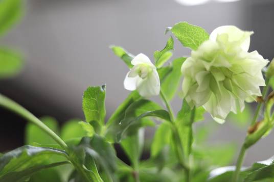 铁筷子（毛茛科铁筷子属植物）