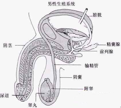 前列腺精囊炎