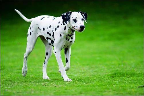 大麦町犬（犬科动物）