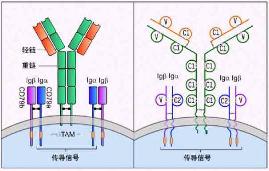 B细胞抗原受体