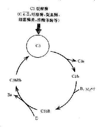 补体C4