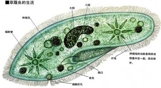 纤毛纲