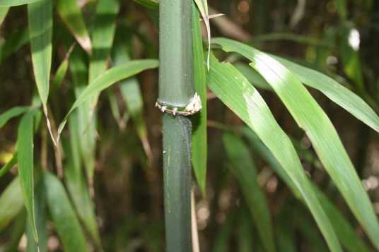 方竹（禾本科寒竹属植物）