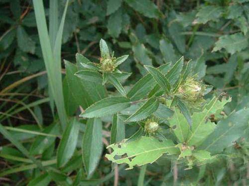 关苍术（菊科苍术属植物）