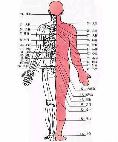 图解人体经络穴位养生大全（2012年上海科学普及出版社出版的图书）