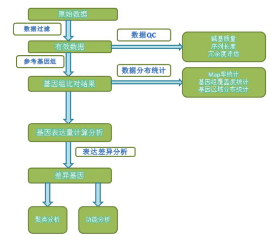 转录组测序