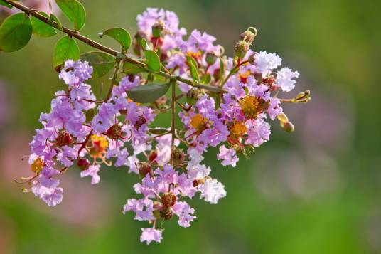 紫薇（千屈菜科、紫薇属植物）